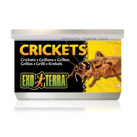 EXO TERRA CRICKETS SML 34GM