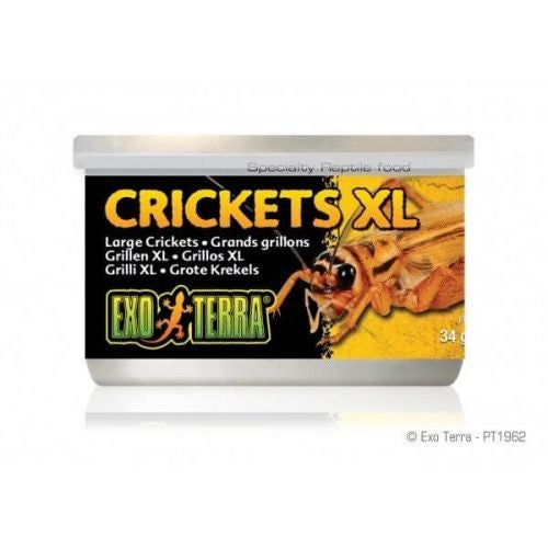 EXO TERRA CRICKETS XL 34GM