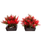 AQUA ONE ECOSCAPE FOREGROUND CATSPAW RED 2PK