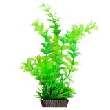 AQUA ONE ECOSCAPE AMBULIA GREEN MEDIUM 8"