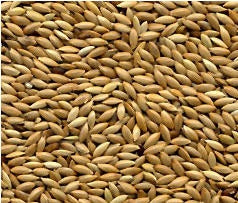 AVIGRAIN CANARY SEED 800G