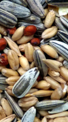 AVIGRAIN COCKY MIX 750G