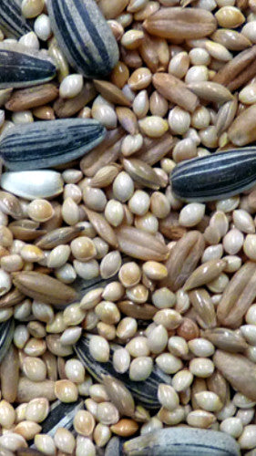 AVIGRAIN PEACHFACE 800G