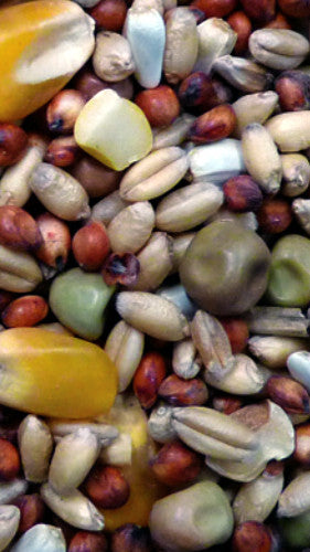 AVIGRAIN PIGEON MIX 5KG