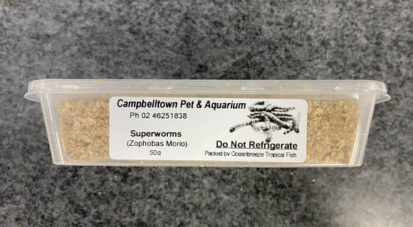 SUPERWORM (Zophobas Morio) 50G