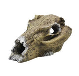 AQUAMATE ORNAMENT MEDIUM SKULL ASSORTED