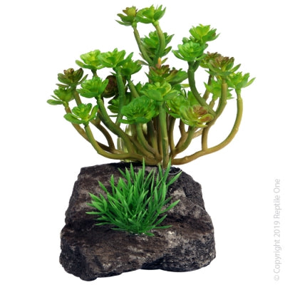 REPTILE ONE ECHEVERIA GARDEN WITH PUMICE BASE
