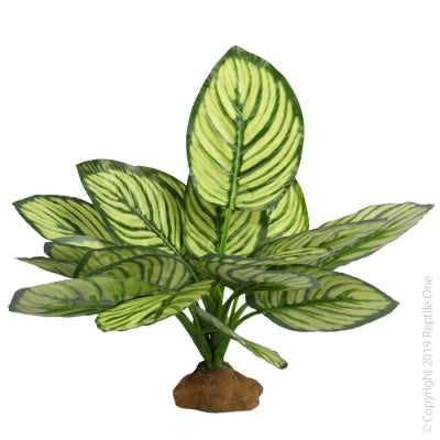 REPTILE ONE BRANDTIANUM WITH RESIN BASE