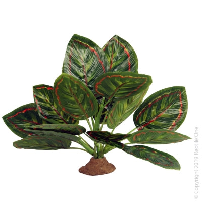 REPTILE ONE MARANTHA WITH RESIN BASE