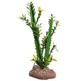 REPTILE ONE REPTILE PLANT MED EUPHORBIA TRIGONA GREEN WITH CERAMIC BASE