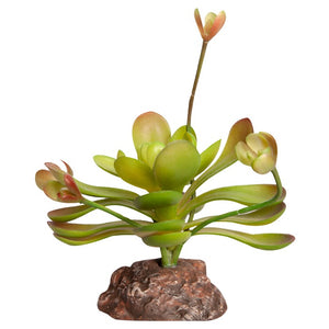 REPTILE ONE REPTILE PLANT MINI AEONIUM GREEN WITH CERAMIC BASE