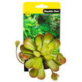 REPTILE ONE REPTILE PLANT MINI AEONIUM GREEN WITH CERAMIC BASE