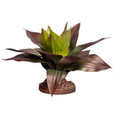 REPTILE ONE REPTILE PLANT MED SPATHACEA GREEN RED WITH CERAMIC BASE