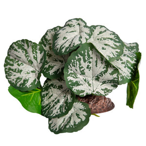 REPTILE ONE PLANT MED BRUNNERA GREEN SILVER WITH CERAMIC BASE