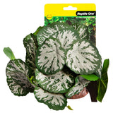 REPTILE ONE PLANT MED BRUNNERA GREEN SILVER WITH CERAMIC BASE