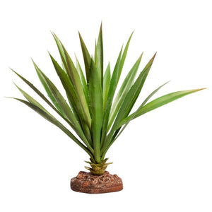 REPTILE ONE REPTILE PLANT LARGE SUCCOTRINA GREEN WITH CERAMIC BASE