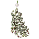 REPTILE ONE REPTILE HANGING PLANT 70CM TRADESCANTIA GREEN SILVER WITH SUCTION CUP