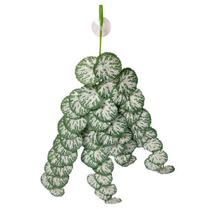 REPTILE ONE REPTILE HANGING PLANT 70CM BRUNNERA GREEN SILVER WITH SUCTION CUP