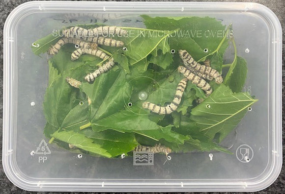 SILKWORMS 12PK