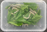 SILKWORMS 12PK