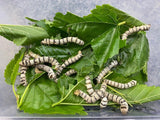 SILKWORMS 12PK