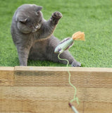 KAZOO ECO KITTY PLAY WAND FANTAIL BIRD