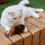 KAZOO SQUISHY SQUIREL WITH CATNIP