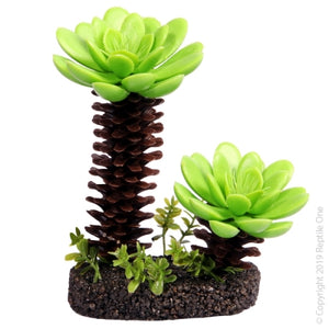 REPTILE ONE SUCCULENT TREE WITH SAND BASE MEDIUM